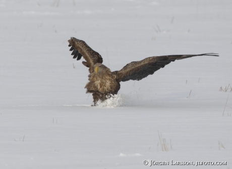 Havsörn Haliaeetus albicilla