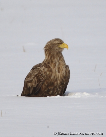 Havsörn Haliaeetus albicilla