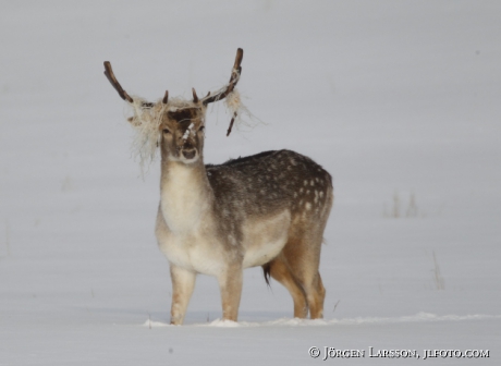 Dovhjort  Dama dama,  fastnat snöre i hornen