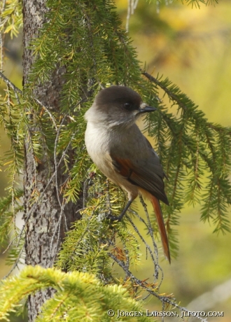 Siberian jay Perisoreus infaustus  Jamtland Sweden