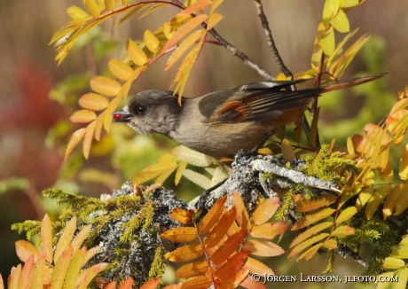 Siberian jay Perisoreus infaustus  Jamtland Sweden