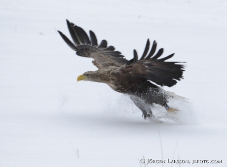 Havsörn Haliaeetus albicilla