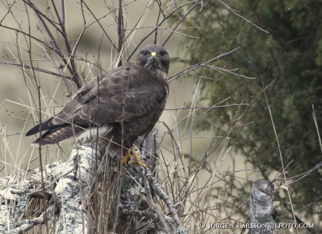 Ormvråk buteo buteo 