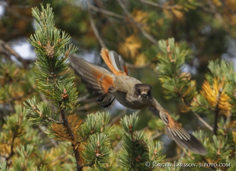 Siberian jay Perisoreus infaustus  Jamtland Sweden