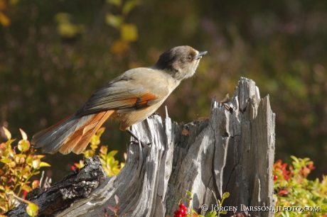 Siberian jay Perisoreus infaustus  Jamtland Sweden