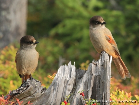 Siberian jay Perisoreus infaustus  Jamtland Sweden