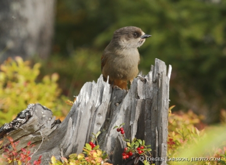 Siberian jay Perisoreus infaustus  Jamtland Sweden