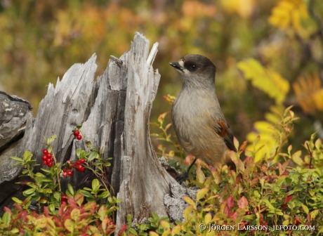 Siberian jay Perisoreus infaustus  Jamtland Sweden