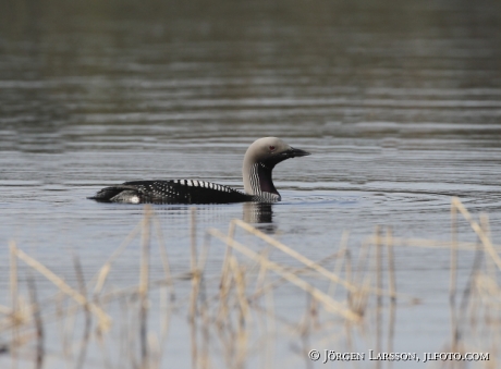 Black-throated diver Gavia arctica