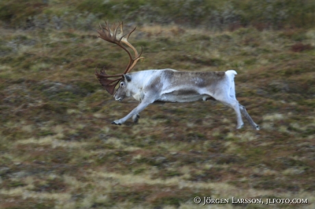 Rentjur  Rangifer tarandus Lappland 