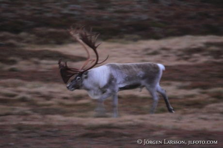 Rentjur  Rangifer tarandus Lappland 