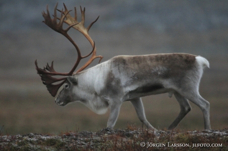 Rentjur  Rangifer tarandus Lappland 