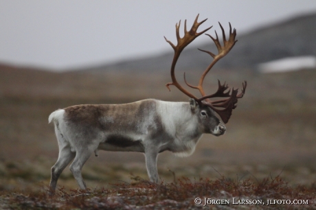 Rentjur  Rangifer tarandus Lappland 