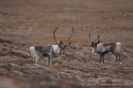 Rentjur  Rangifer tarandus Lappland 