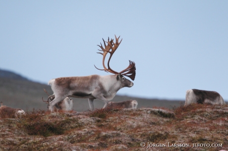 Rentjur  Rangifer tarandus Lappland 