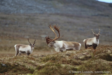 Rentjur  Rangifer tarandus Lappland 