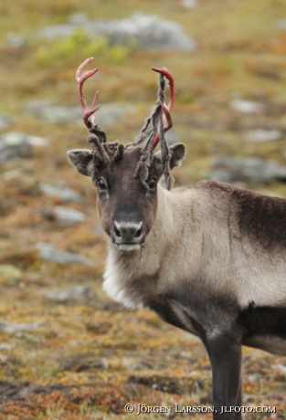 Ren som fejar hornen   Rangifer tarandus Lappland 