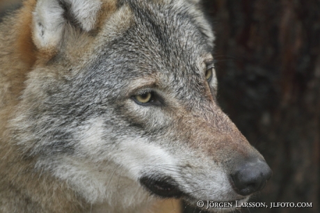 Varg  Canis lupus Hälsingland