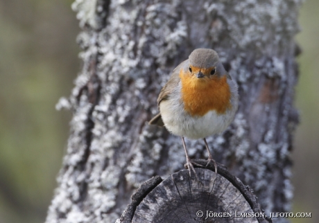 Robin Erithacus rubecula