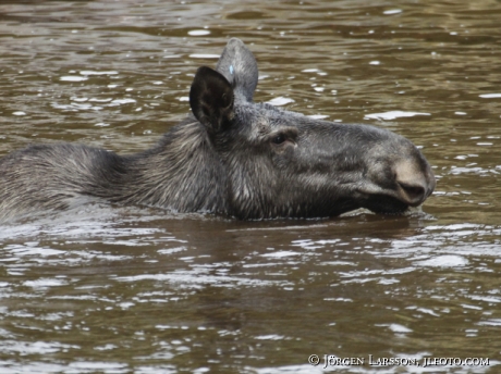 Älgko Alces alces som badar  Hälsingland Sverige