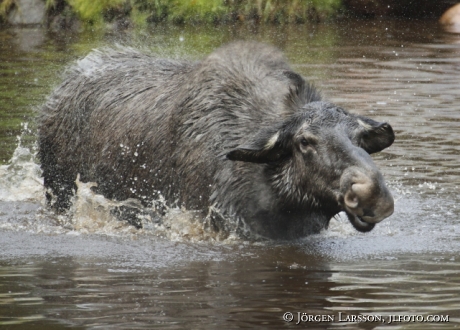 Älgko Alces alces som badar  Hälsingland Sverige