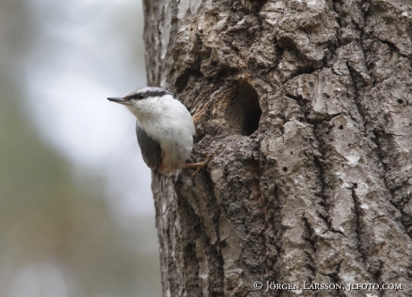 Nuthatch  Sitta europaea