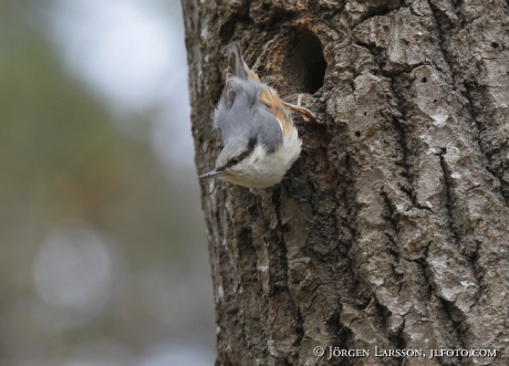 Nuthatch  Sitta europaea