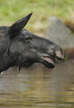 Älgko Alces alces   Hälsingland Sverige