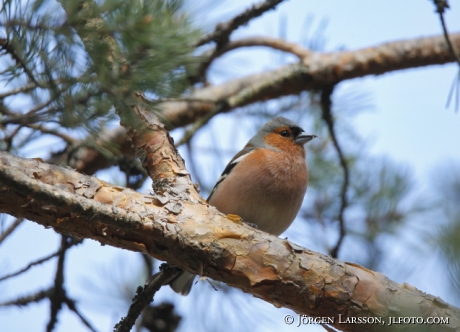 Chaffinch Fringilla coelebs