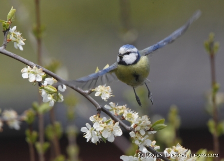 Blue tit Parus caeruleus