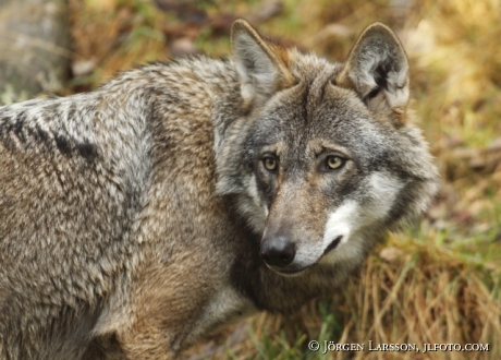 Varg Canis lupus  Hälsingland Sverige