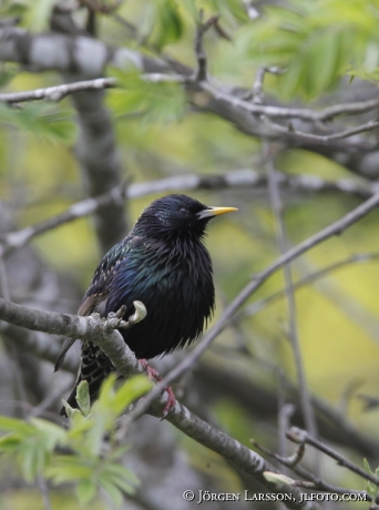 Starling Starnus vulgaris