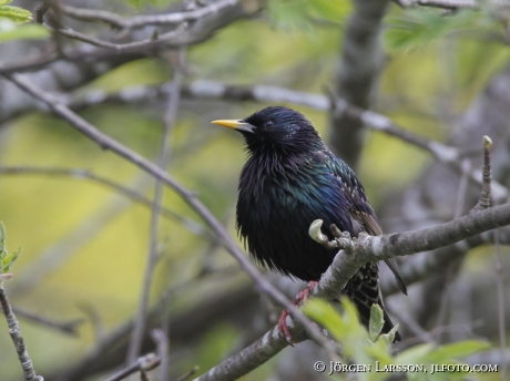 Starling Starnus vulgaris