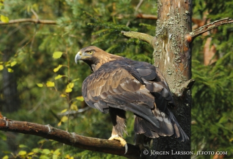 Golden eagle Sweden