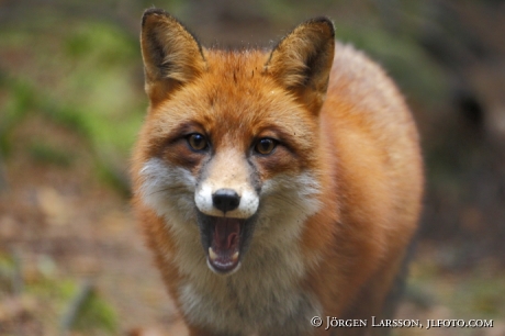 Rödräv Canidae  Hälsingland Sverige