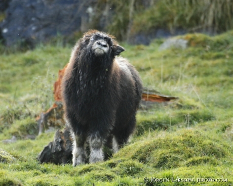 Myskoxe unge   Ovibos moschatus 