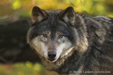 Varg  canis lupus höst  Sverige