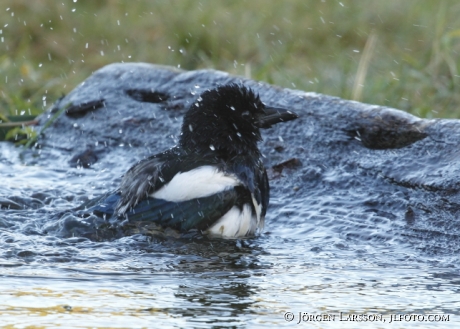 Magpie pica pica  taking a bath  Gnesta sweden