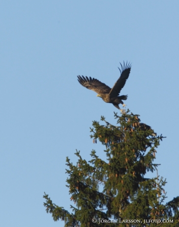 White tailed eagle Haliaeetus albicilla Bjornlunda sweden