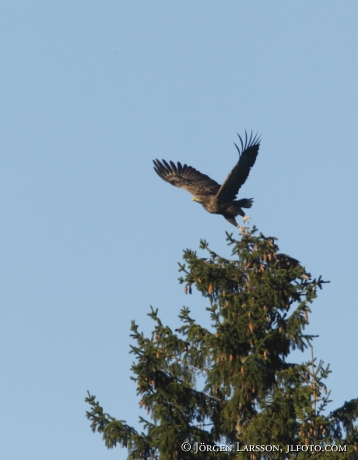 White tailed Eagle Haliaeetus albicilla Bjornlunda Sweden