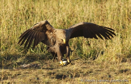 White tailed eagle Haliaeetus albicilla Bjornlunda sweden