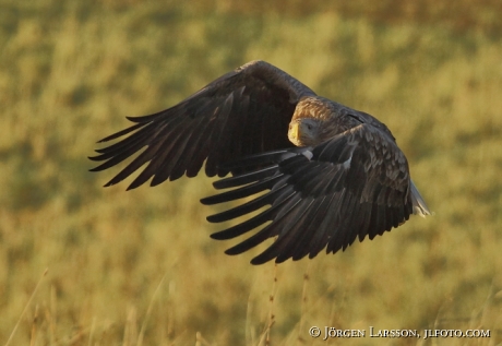 White tailed Eagle Bjornlunda Sweden