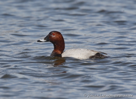 Pochard, Aythya ferina 