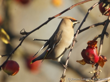 Bohemian Waxwing Bombycilla garrulus Sweden