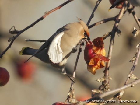 Bohemian Waxwing Bombycilla garrulus Sweden