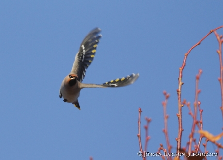 Bohemian Waxwing Bombycilla garrulus Sweden