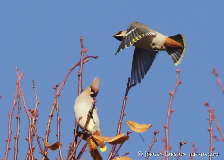 Bohemian Waxwing Bombycilla garrulus Sweden