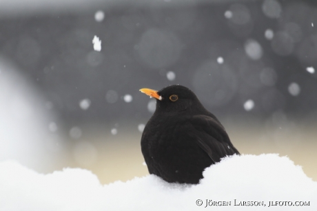 Koltrast Turdus merula Botkyrka Sverige