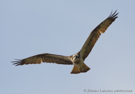 Fiskgjuse Pandion haliaetus