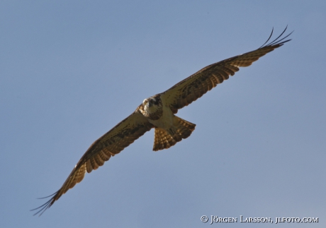 Fiskgjuse Pandion haliaetus